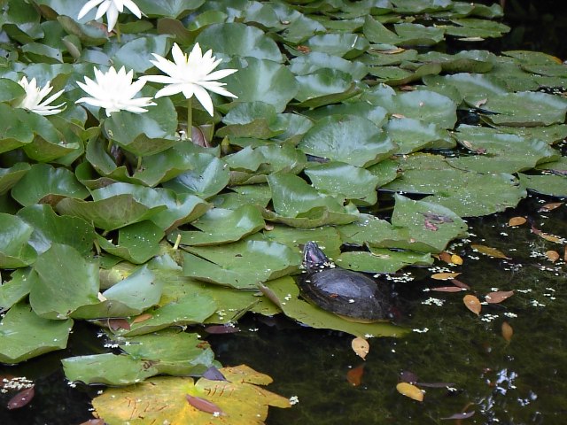 turtle